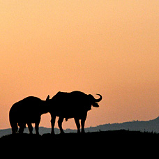 Büffel im Lake Naivasha Nationalpark in Kenia