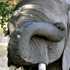 Elefant im Amboseli Nationalpark in Kenia